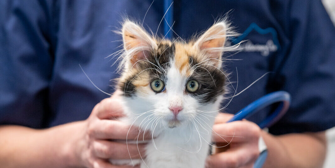 Mourne Veterinary Clinic (Web)-00387